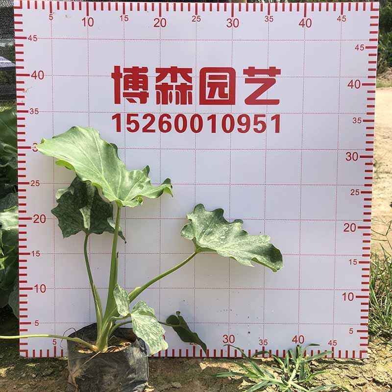 春羽工程苗春芋地被苗仙羽蔓绿绒杯苗小天使绿化苗