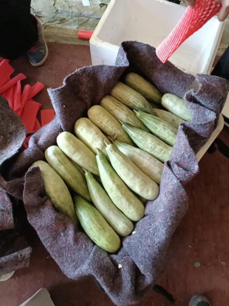 羊角蜜费县甜瓜大量上市一手货源欢迎咨询采购