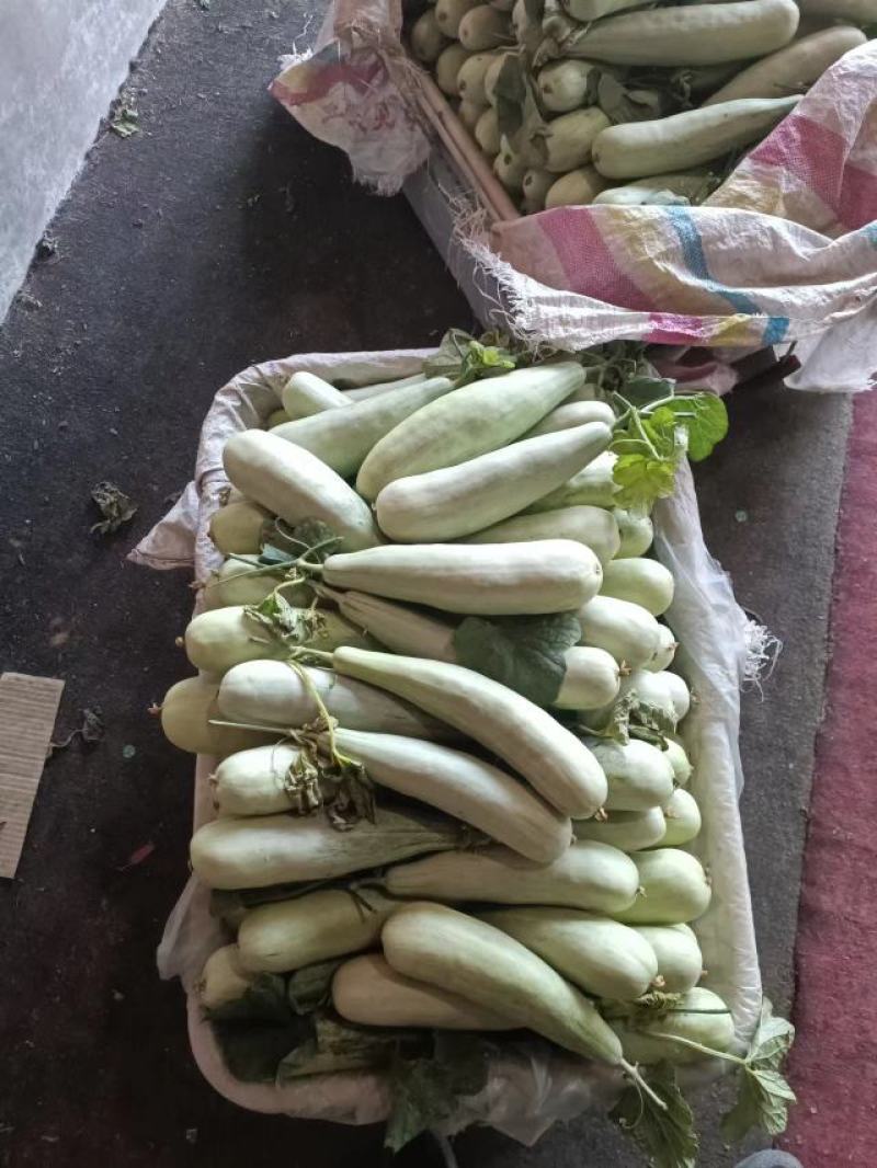羊角蜜费县甜瓜大量上市一手货源欢迎咨询采购
