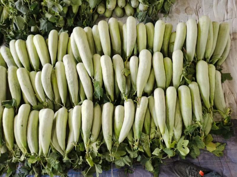 羊角蜜费县甜瓜大量上市一手货源欢迎咨询采购