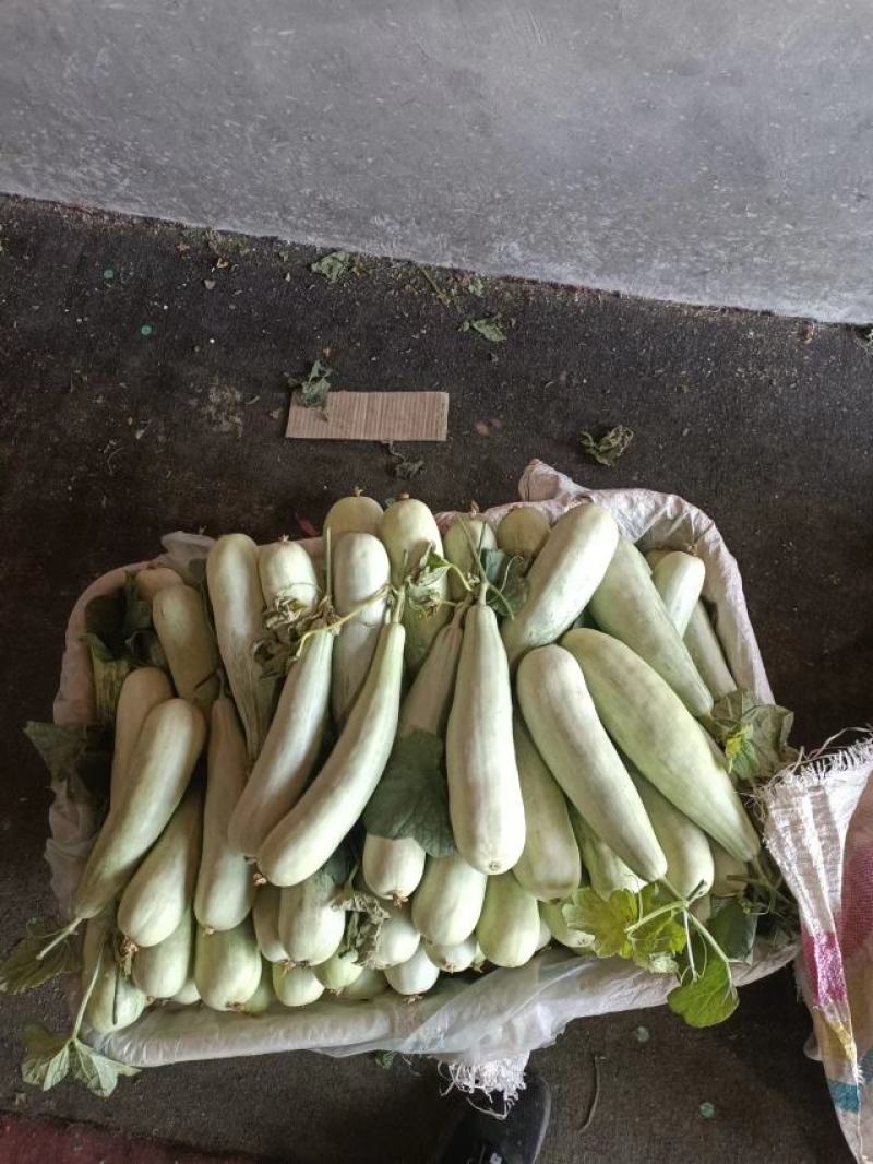 羊角蜜费县甜瓜大量上市一手货源欢迎咨询采购