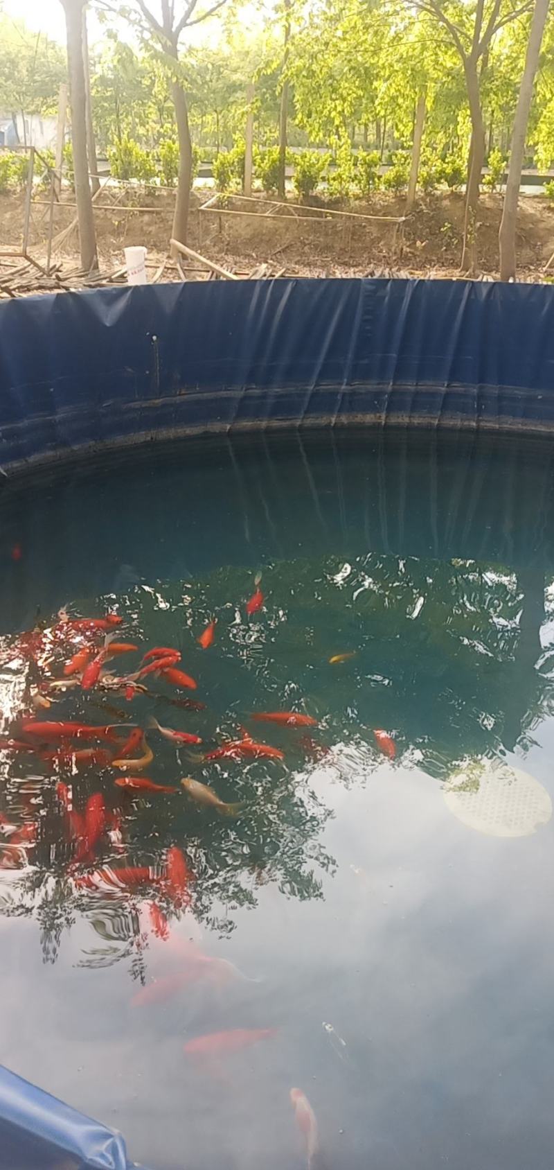 鱼塘