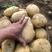 (热卖中)新鲜黄心土豆上市#欢迎新老客户前来批发质量很好