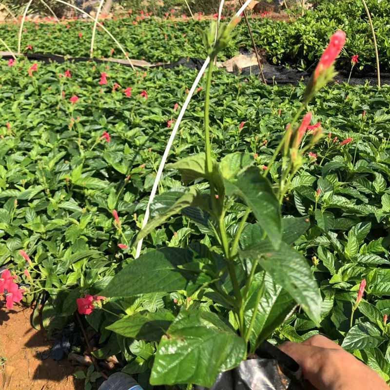 大花芦莉小苗红花芦莉杯苗绿化艳芦莉容器苗观花植物