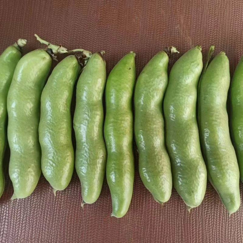 蚕豆，大青蚕豆，品蚕大把有货，接全国客商，诚信经营
