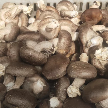 鲜香菇