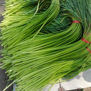 红袍蒜苔大量上市