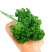 法香/荷兰芹正品保证可以视频验货原产地直供货源充足