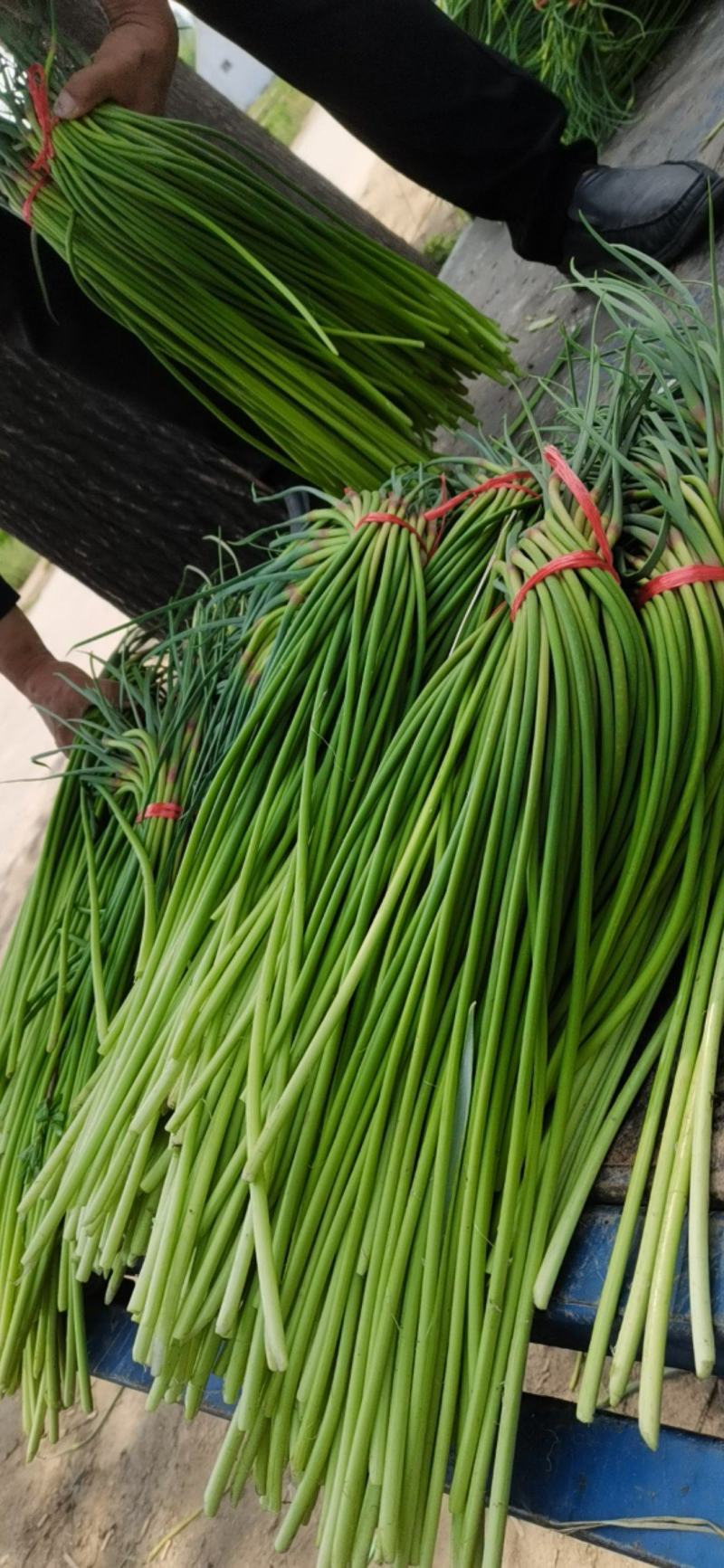 红袍蒜苔大量上市