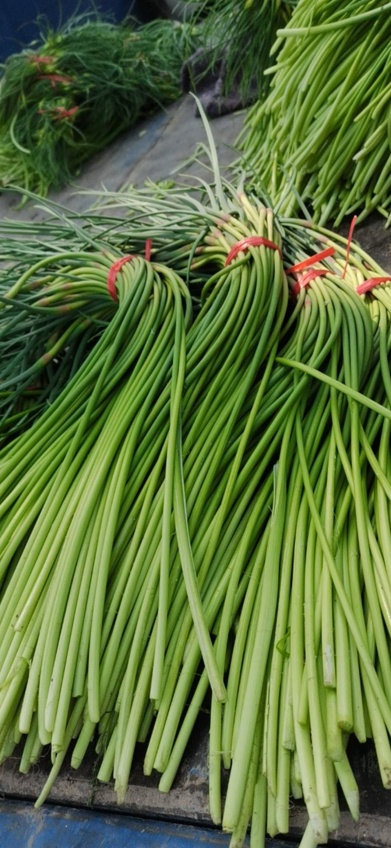 红袍蒜苔大量上市