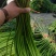 红袍蒜苔大量上市