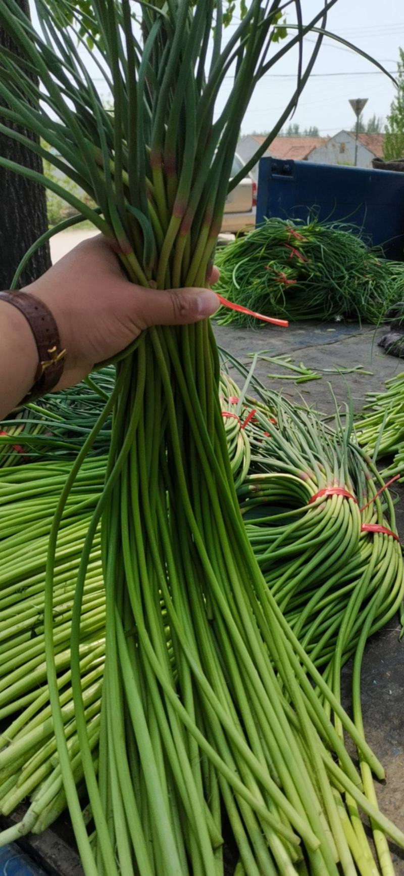 红袍蒜苔大量上市