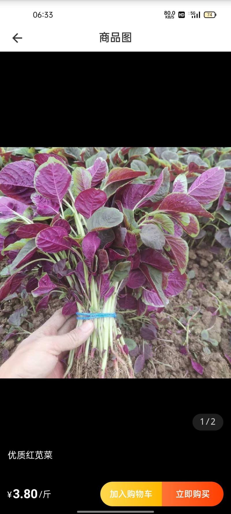 红亮亮特选大红苋菜种子，白梗大叶苋菜，不易结籽，高产