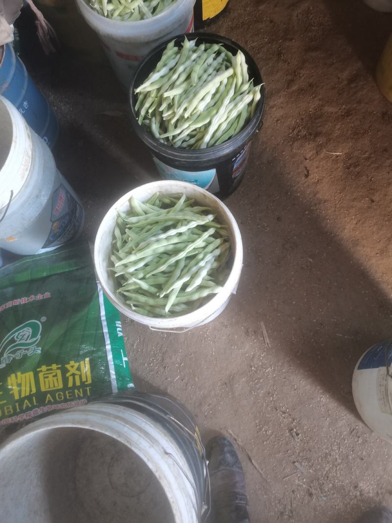 平度市崔家集镇精品芸豆大量上市中