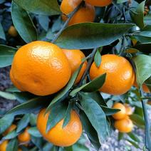 特早蜜橘特早叶橘小叶桔产地一手货源看园采摘品质保障