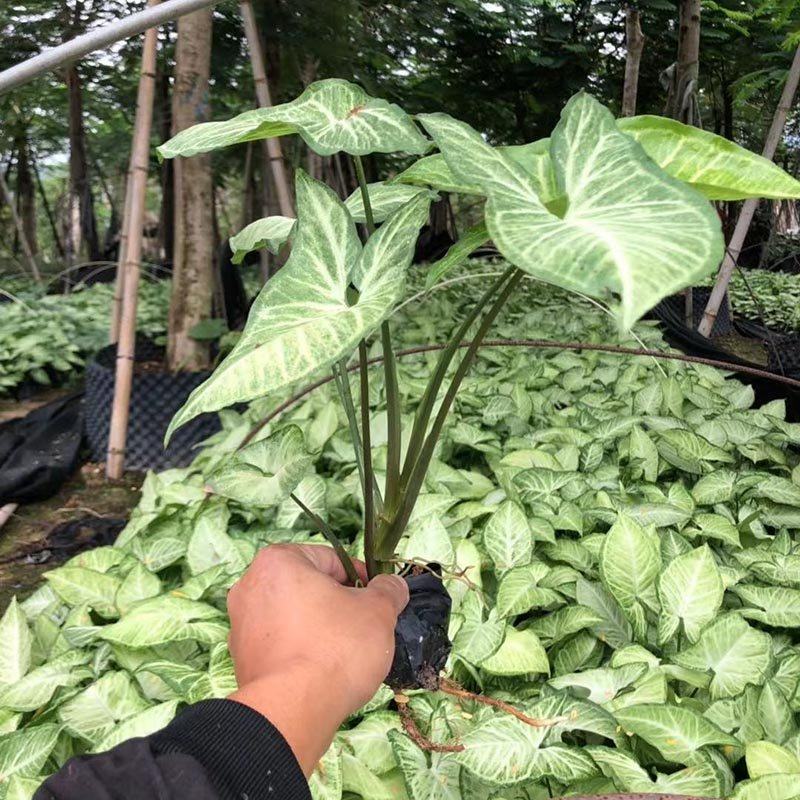 白蝴蝶合果芋小苗常绿合果芋袋苗观叶植物农户自产自销