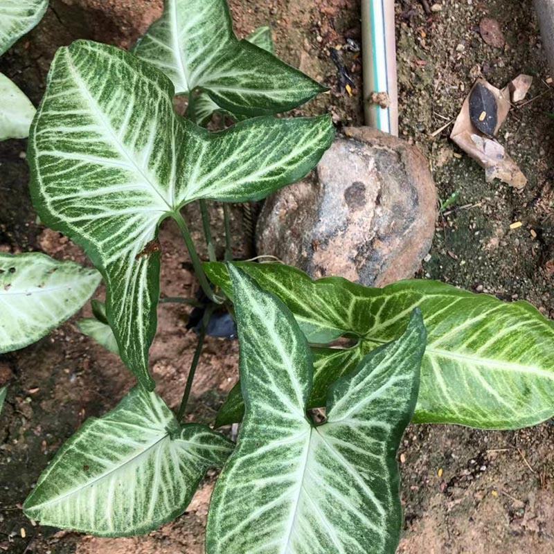 白蝴蝶合果芋小苗常绿合果芋袋苗观叶植物农户自产自销