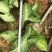 白蝴蝶合果芋小苗常绿合果芋袋苗观叶植物农户自产自销