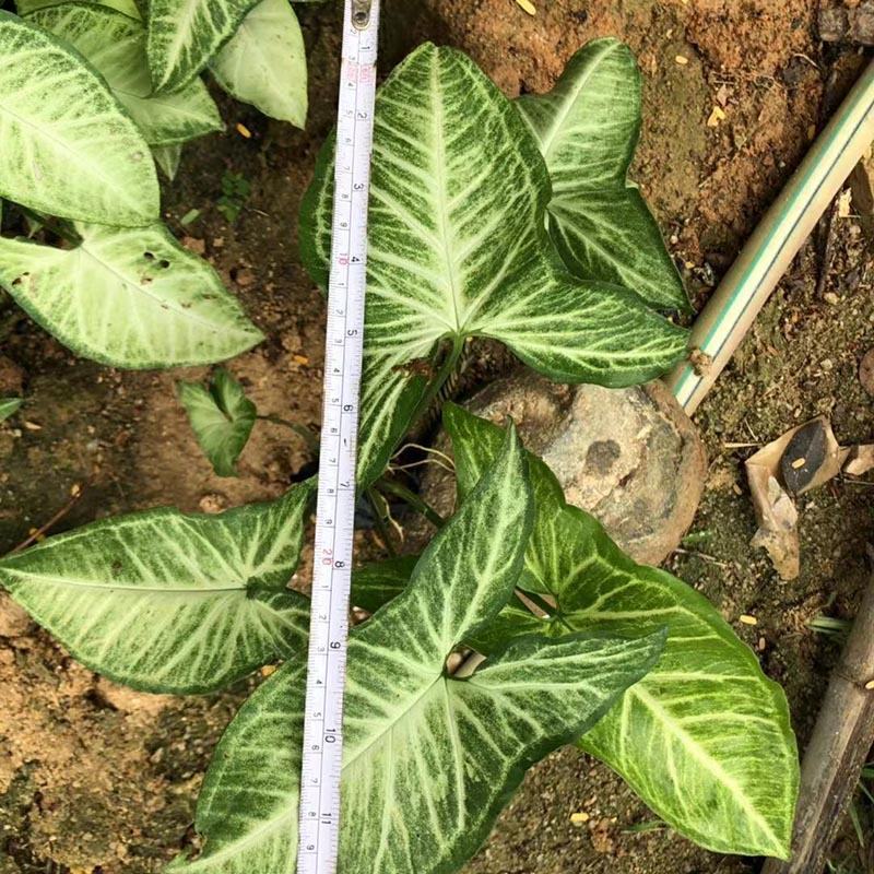 白蝴蝶合果芋小苗常绿合果芋袋苗观叶植物农户自产自销
