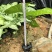 白蝴蝶合果芋小苗常绿合果芋袋苗观叶植物农户自产自销