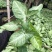 白蝴蝶合果芋小苗常绿合果芋袋苗观叶植物农户自产自销
