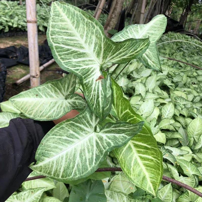 白蝴蝶合果芋小苗常绿合果芋袋苗观叶植物农户自产自销