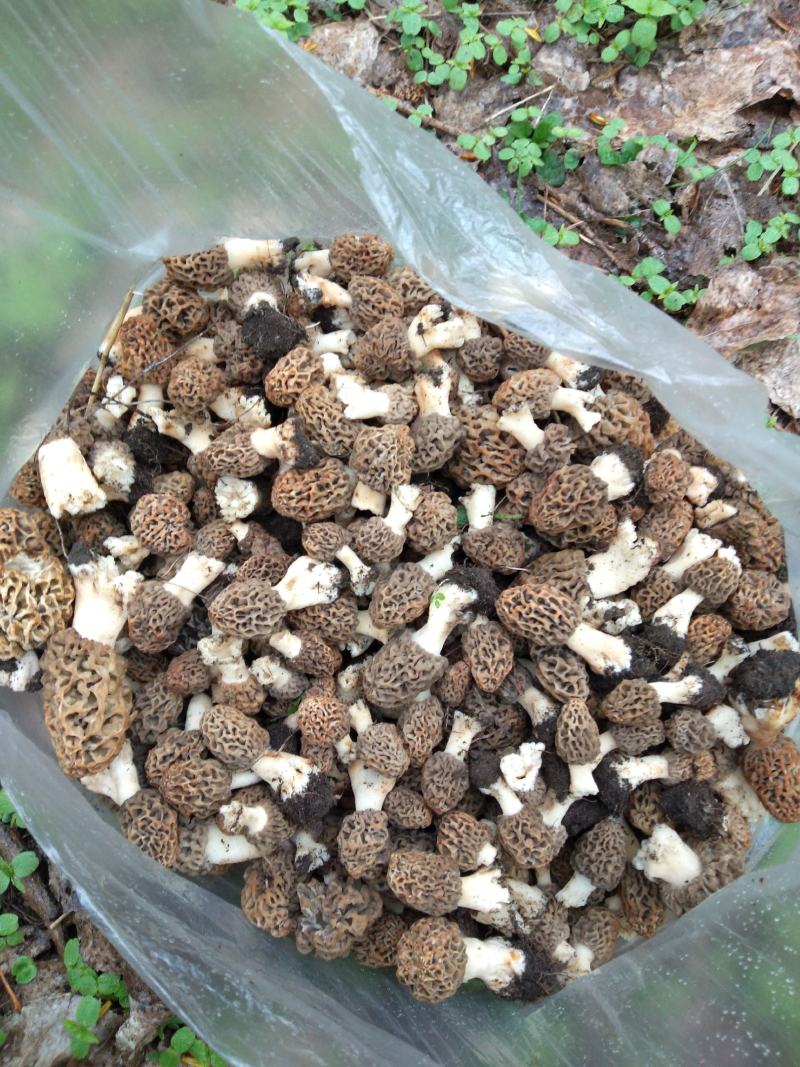 羊肚菌中上通货
