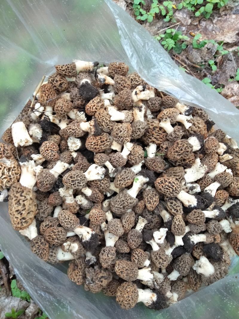 羊肚菌中上通货