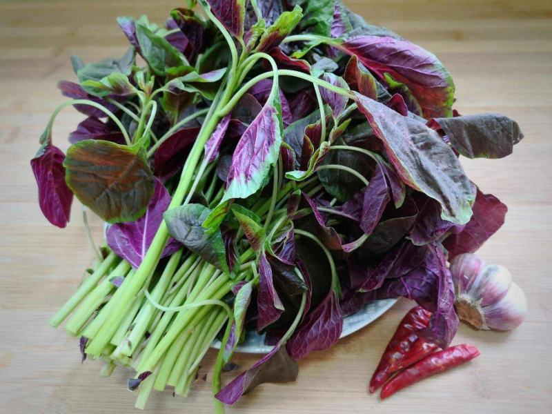 红花苋菜种子，耐抽苔