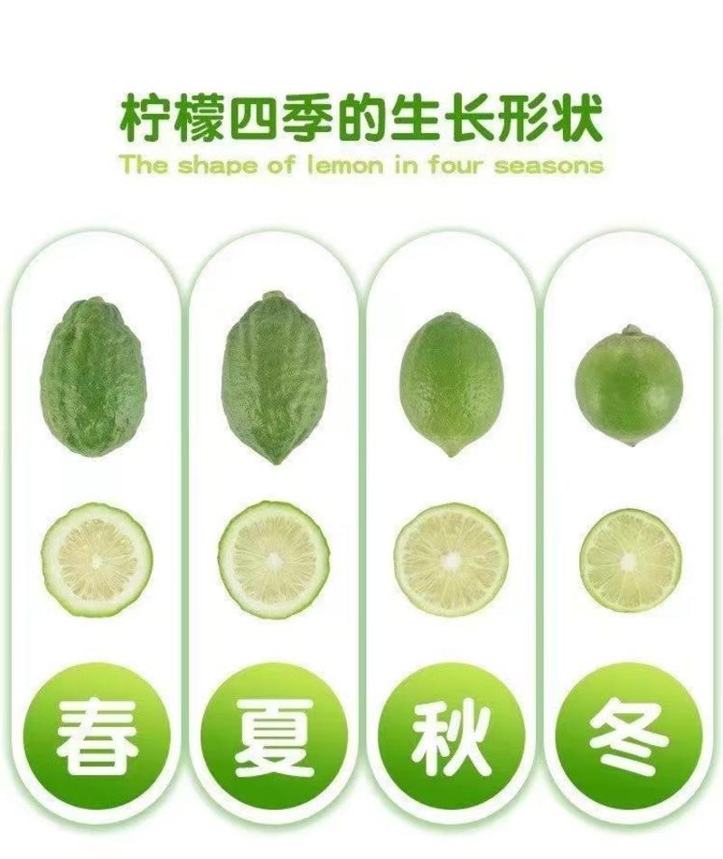 【产地直发】广东香水柠檬现货现发欢迎咨询下单