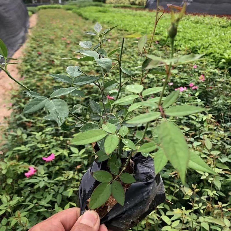 红花月季小苗绿化月季花袋苗福建漳州种植基地直供