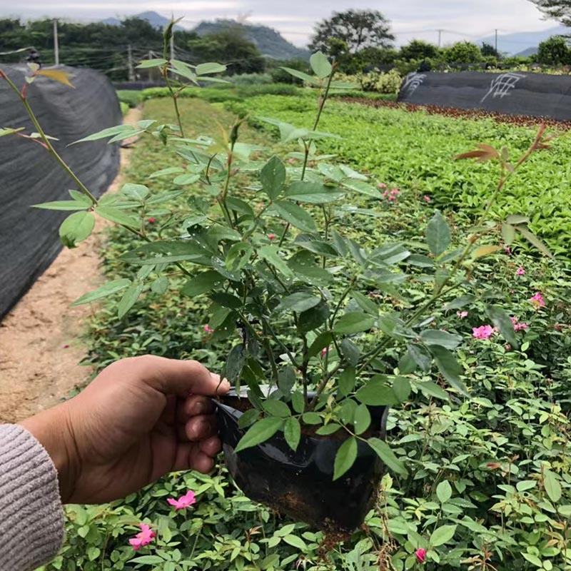 红花月季小苗绿化月季花袋苗福建漳州种植基地直供