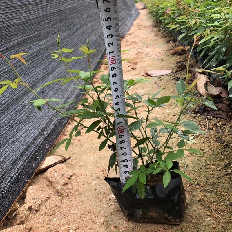 红花月季小苗绿化月季花袋苗福建漳州种植基地直供