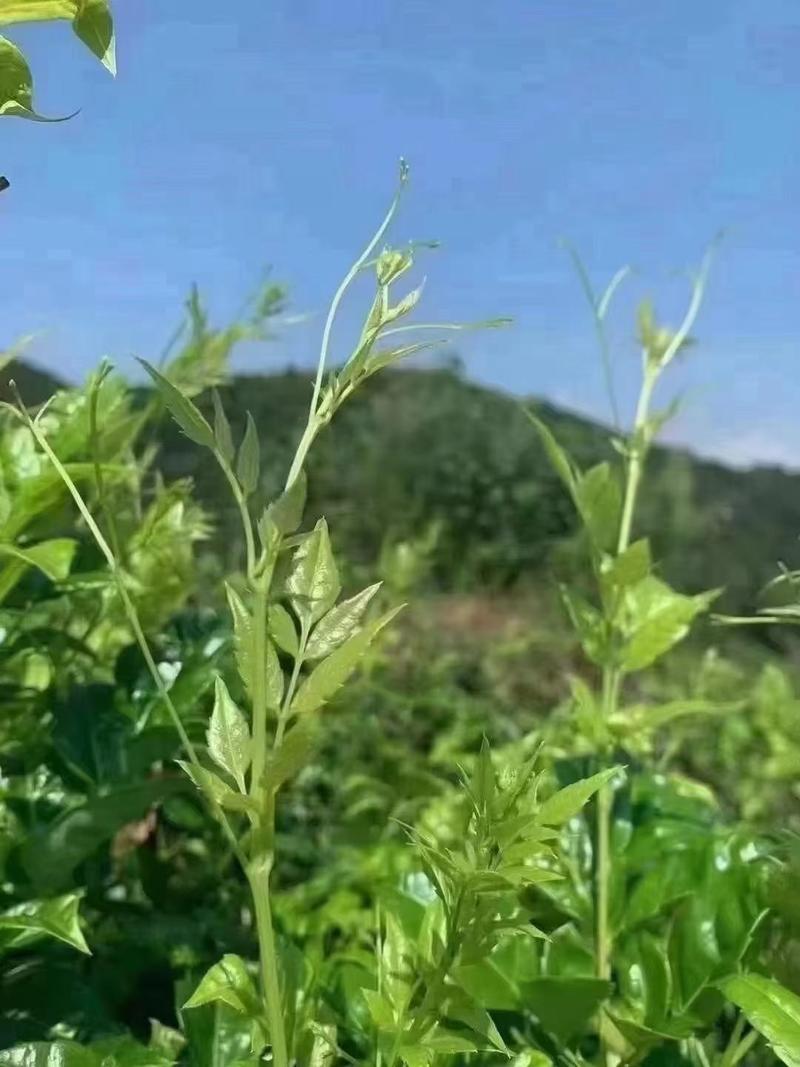 藤茶供应恩施藤茶山上杂藤植物茶，藤茶不是茶