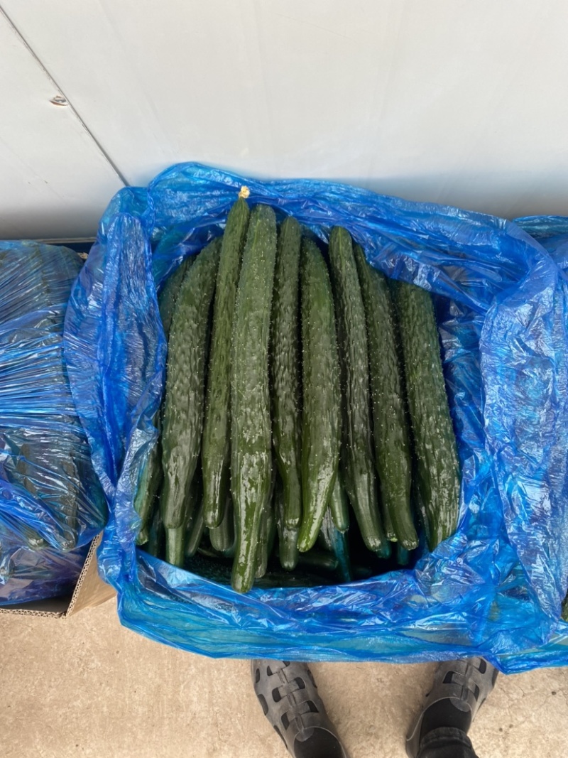 河南黄瓜，密刺黄瓜黑条油量青肉，万亩蔬菜种植基地货源充足
