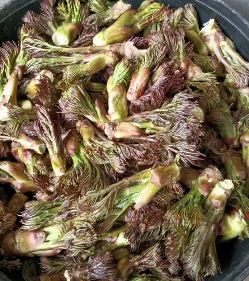 野生绿色刺嫩芽