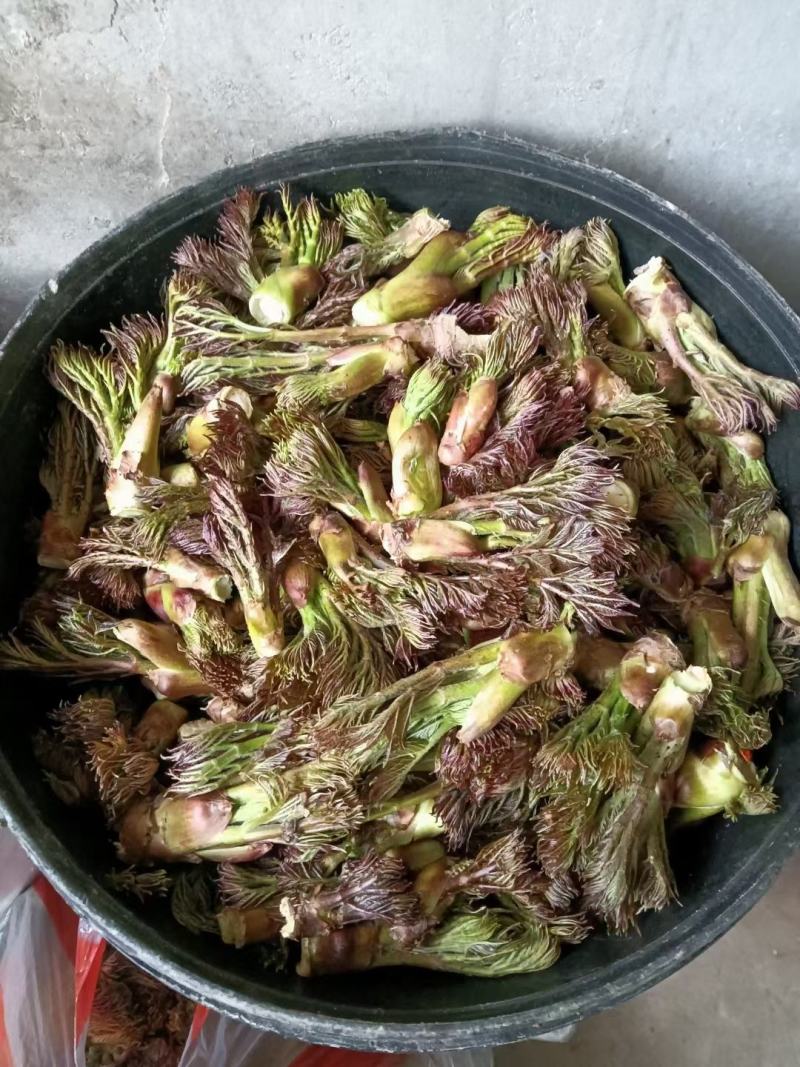 野生绿色刺嫩芽