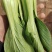 《精品快菜》（奶白菜小白菜）精品精品