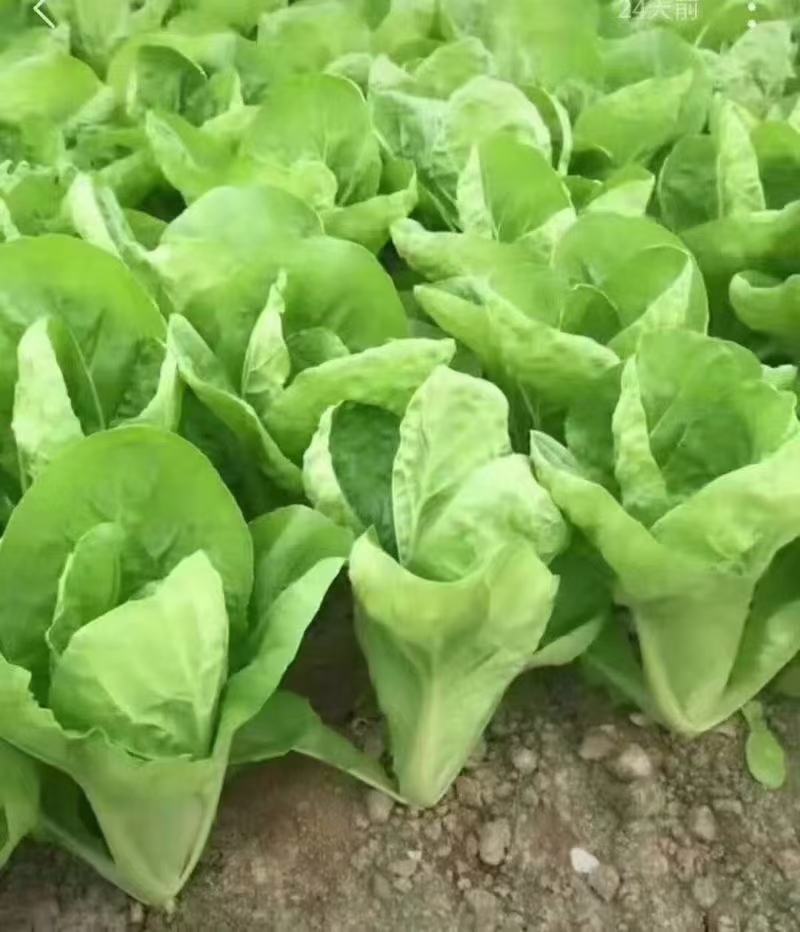 《精品快菜》（奶白菜小白菜）精品精品