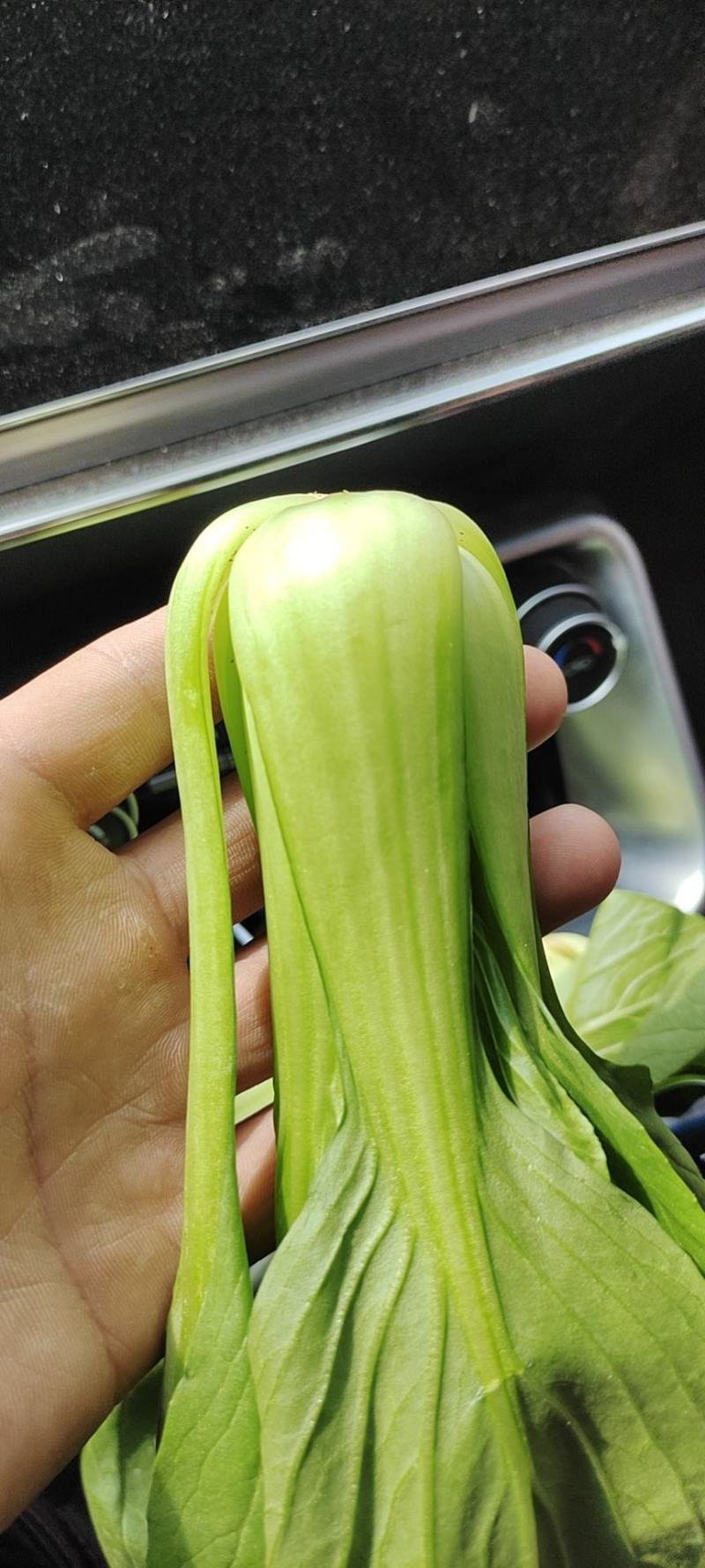 《精品快菜》（奶白菜小白菜）精品精品