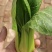 《精品快菜》（奶白菜小白菜）精品精品