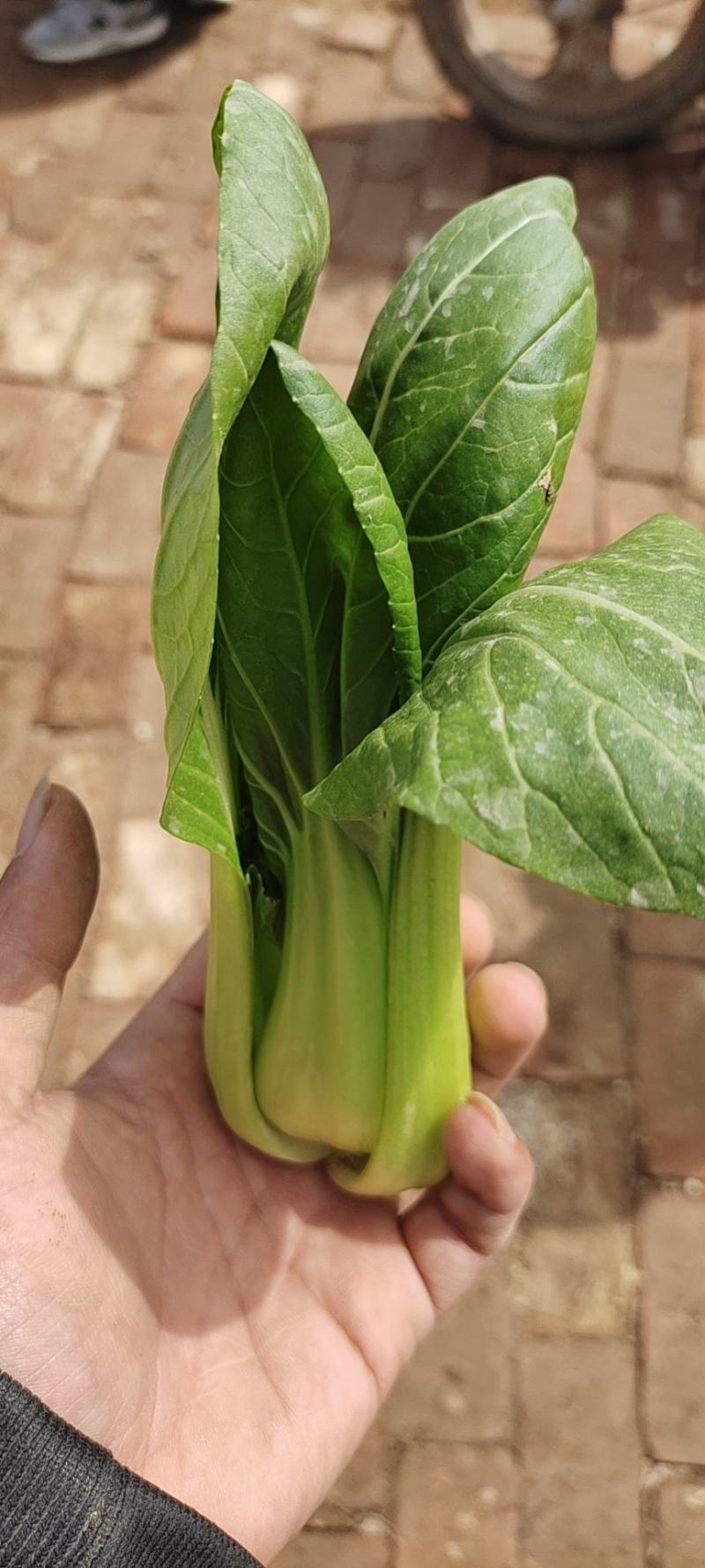 《精品快菜》（奶白菜小白菜）精品精品