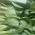 《精品快菜》（奶白菜小白菜）精品精品