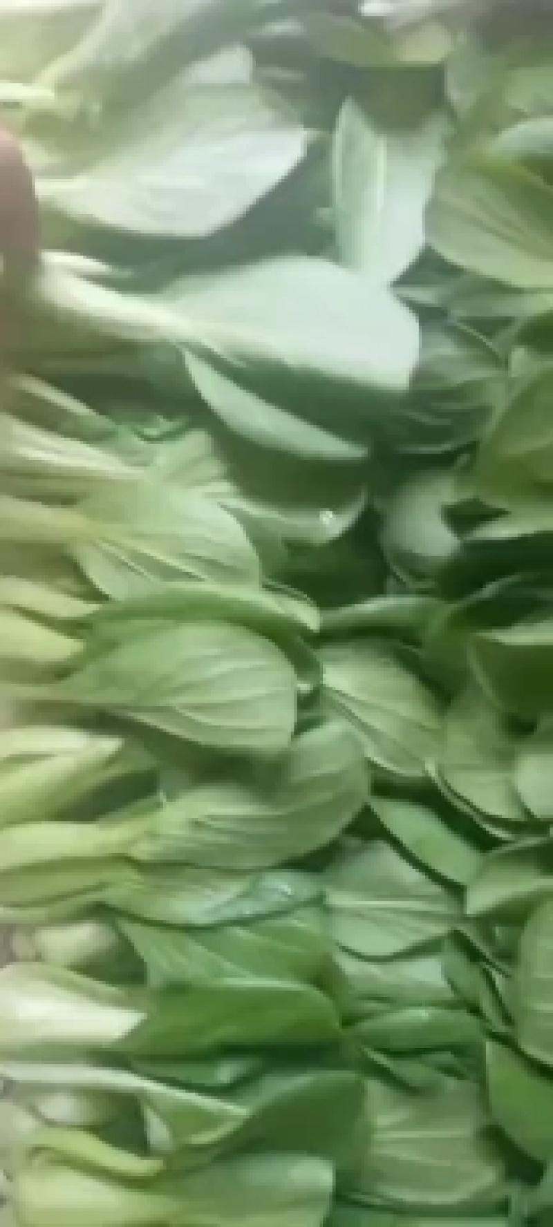 《精品快菜》（奶白菜小白菜）精品精品