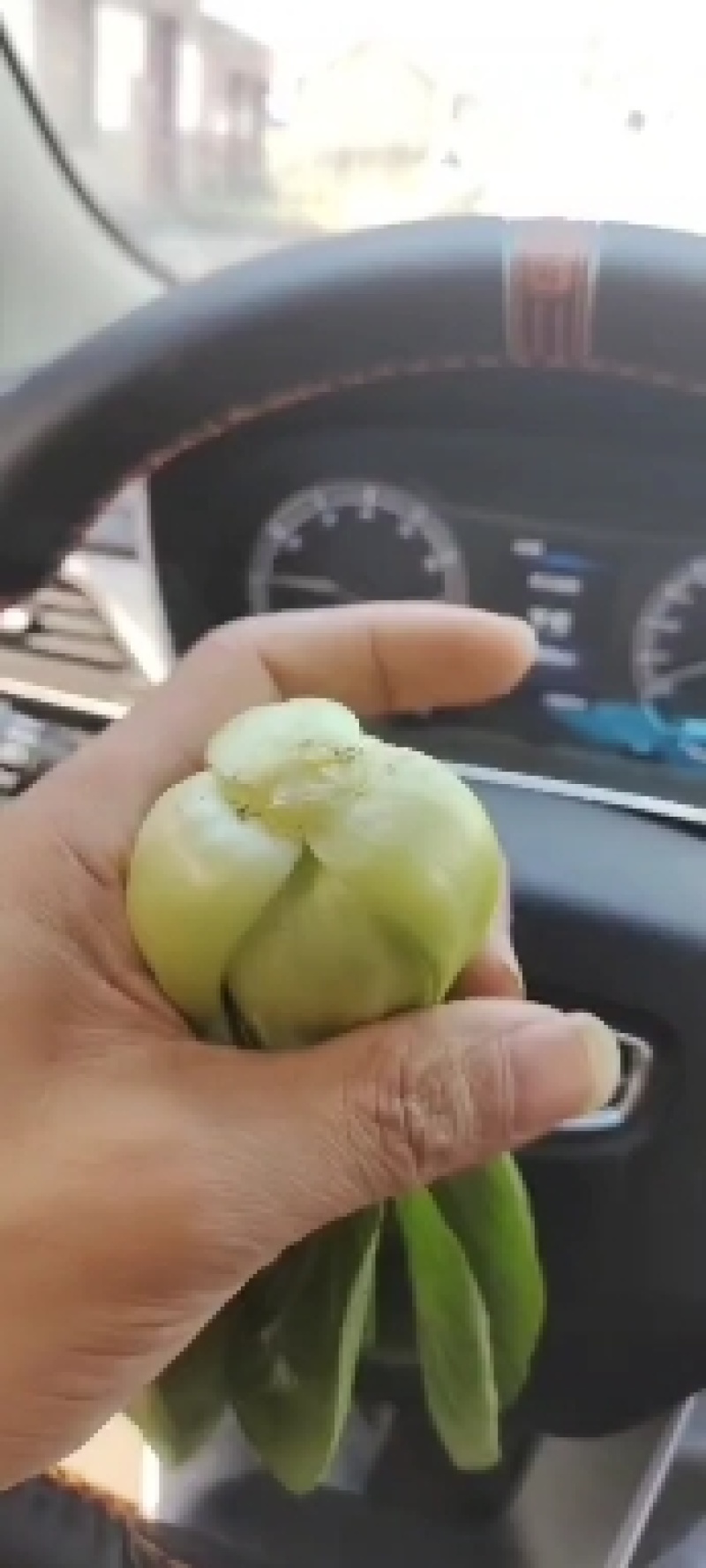 《精品快菜》（奶白菜小白菜）精品精品