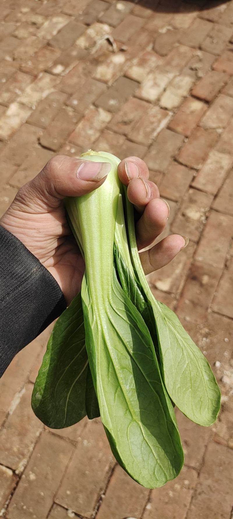 《精品快菜》（奶白菜小白菜）精品精品