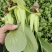 《精品快菜》（奶白菜小白菜）精品精品