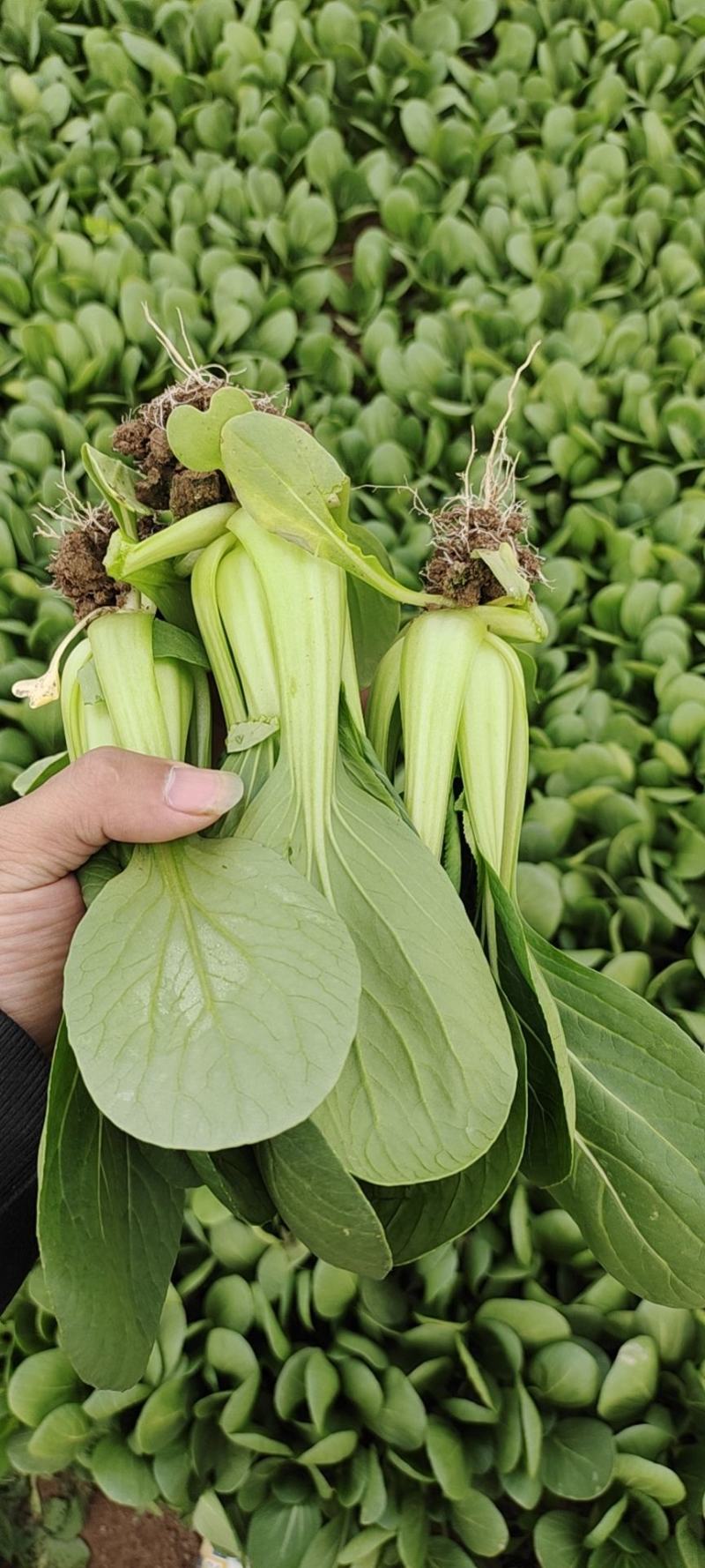 《精品快菜》（奶白菜小白菜）精品精品