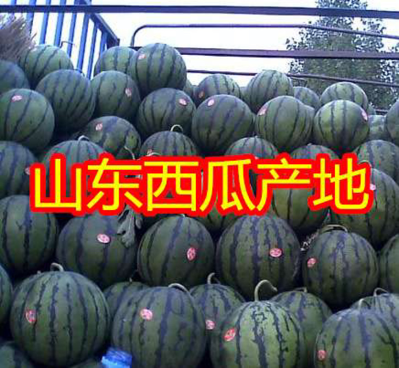 山东甜王西瓜产地价格咨询，大棚西瓜产地诚信报价，低价勿扰