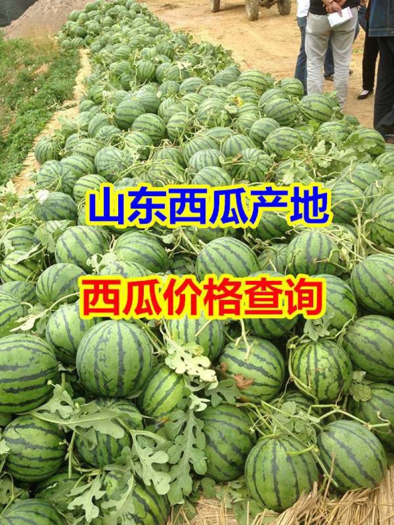 山东甜王西瓜产地价格咨询，大棚西瓜产地诚信报价，低价勿扰